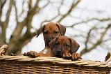 RODESIAN RIDGEBACK 207